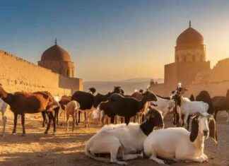 زيادة أسعار الأضاحي في مصر 2025: تداعيات وأسباب التحديات 2025