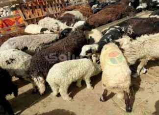 كيفية حجز أضاحي وزارة الزراعة 2025 وأماكن توافرها 2025