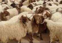 أماكن حجز أضاحي 2025: قائمة مواقع وزارة الزراعة في محافظات مصر 2025