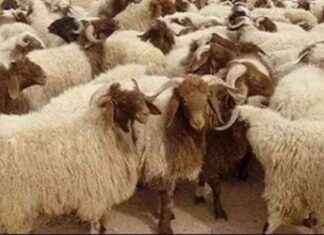 أماكن حجز أضاحي 2025: قائمة مواقع وزارة الزراعة في محافظات مصر 2025