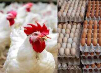 أسعار الفراخ والبنود الدواجن في السوق اليوم 20/5/2025 2052025