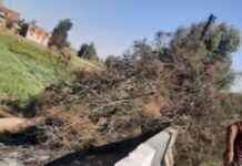 حادثة وفاة نتيجة سقوط شجرة في الشرقية – تقرير اليوم السابع