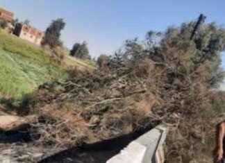 حادثة وفاة نتيجة سقوط شجرة في الشرقية – تقرير اليوم السابع