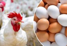 أسعار الفراخ والبيض اليوم – 18-7-2025 – تحديث محلات البيع 18-7-2025