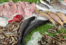 أسعار الأسماك والمأكولات البحرية في سوق العبور 19-7-2025 19-7-2025