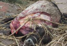 عملية ذبح عجل نافق في مدينة الطور: تعليق الطب البيطري في جنوب سيناء