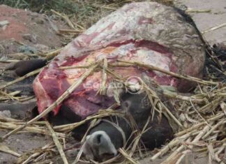 عملية ذبح عجل نافق في مدينة الطور: تعليق الطب البيطري في جنوب سيناء