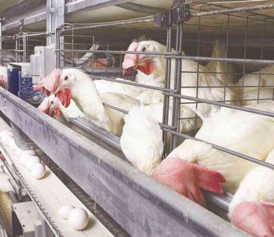 أسعار بورصة الدواجن اليوم 11 أغسطس 2025 11-2025