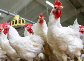 أسعار الدواجن اليوم في البورصة بتاريخ 12 أغسطس 2025 12-2025