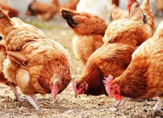 أسعار الفراخ في بورصة الدواجن بتاريخ 17 اغسطس 2025 17-2025