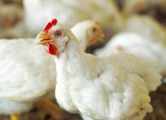 تحديث أسعار بورصة الدواجن يوم 2 أغسطس 2025 2-2025