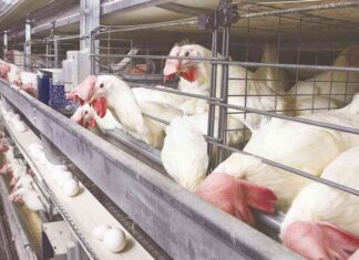 أسعار الفراخ في بورصة الدواجن: تحديث أغسطس 2025 2025