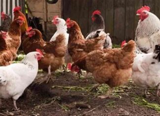 أسعار الفراخ في الأسواق اليوم 27 أغسطس 2025 27-2025