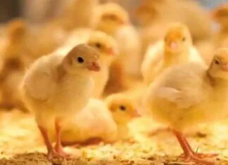 زيادة 65% في سعر الكتكوت: تحليل وأسباب القفزة 65