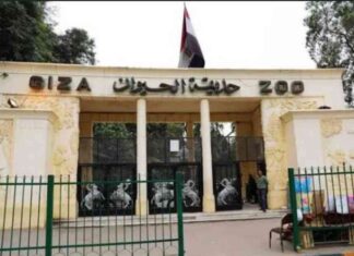 بيان رسمي من حديقة الحيوانات بالجيزة يكشف عن تقارير سيئة حول صحة الحيوانات