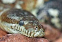 إصابة شاب بلدغة ثعبان أثناء العمل في مزرعة بالواحات البحرية