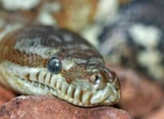 إصابة شاب بلدغة ثعبان أثناء العمل في مزرعة بالواحات البحرية