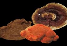 مركبات نادرة في فطر يمكنها قتل خلايا السرطان