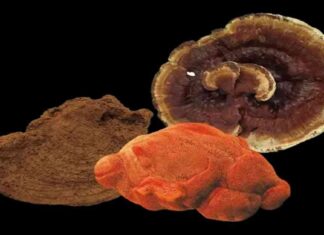 مركبات نادرة في فطر يمكنها قتل خلايا السرطان