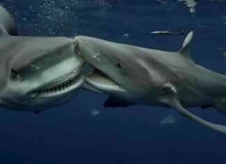 نزال عنيف بين قرش وسمكة الراي اللاسعة في مياه المصطافين