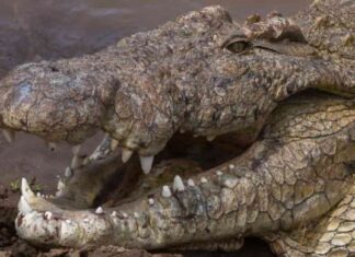 تعذيب التماسيح في الضفة الغربية: إسرائيل تعدم مئات منها