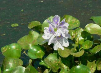 استخدام الأقمار الصناعية والأدوات الحديثة لمراقبة نبات الماء الذي يعاني من تفشيه – مصر المستقلة