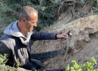 مخاطر العقارب والأفاعي في صيف أرياف تونس