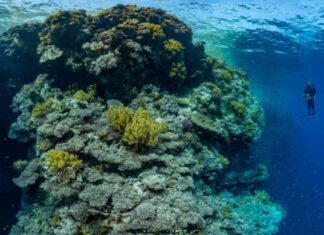 تأشيرات سياحية: التعهدات البيئية والفحوص الطبية