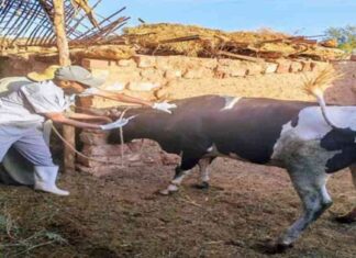 تحصين الماشية ضد الحمى القلاعية بالوادي الجديد