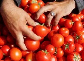 أزمة الطماطم: شائعات دون خسائر للفلاحين