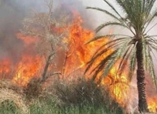 الحماية المدنية تسيطر على حريق في نخيل بمنشأة العماري بالأقصر