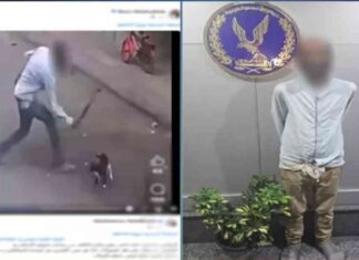 القبض على شاب بسبب عذب قطة | فيديو