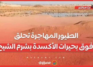 طيور المهاجرة تحلق فوق بحيرات الأكسدة بشر