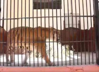 تطوير حديقة الحيوان: ما كشفه وزير الزراعة في حدث منتصف الليل