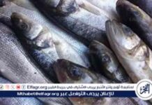 أسعار السمك اليوم في محافظة قنا – 1-9-2025 1-9-2025