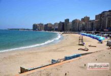 تم العثور على تمساح على شاطئ الإسكندرية – مصر المستقلة