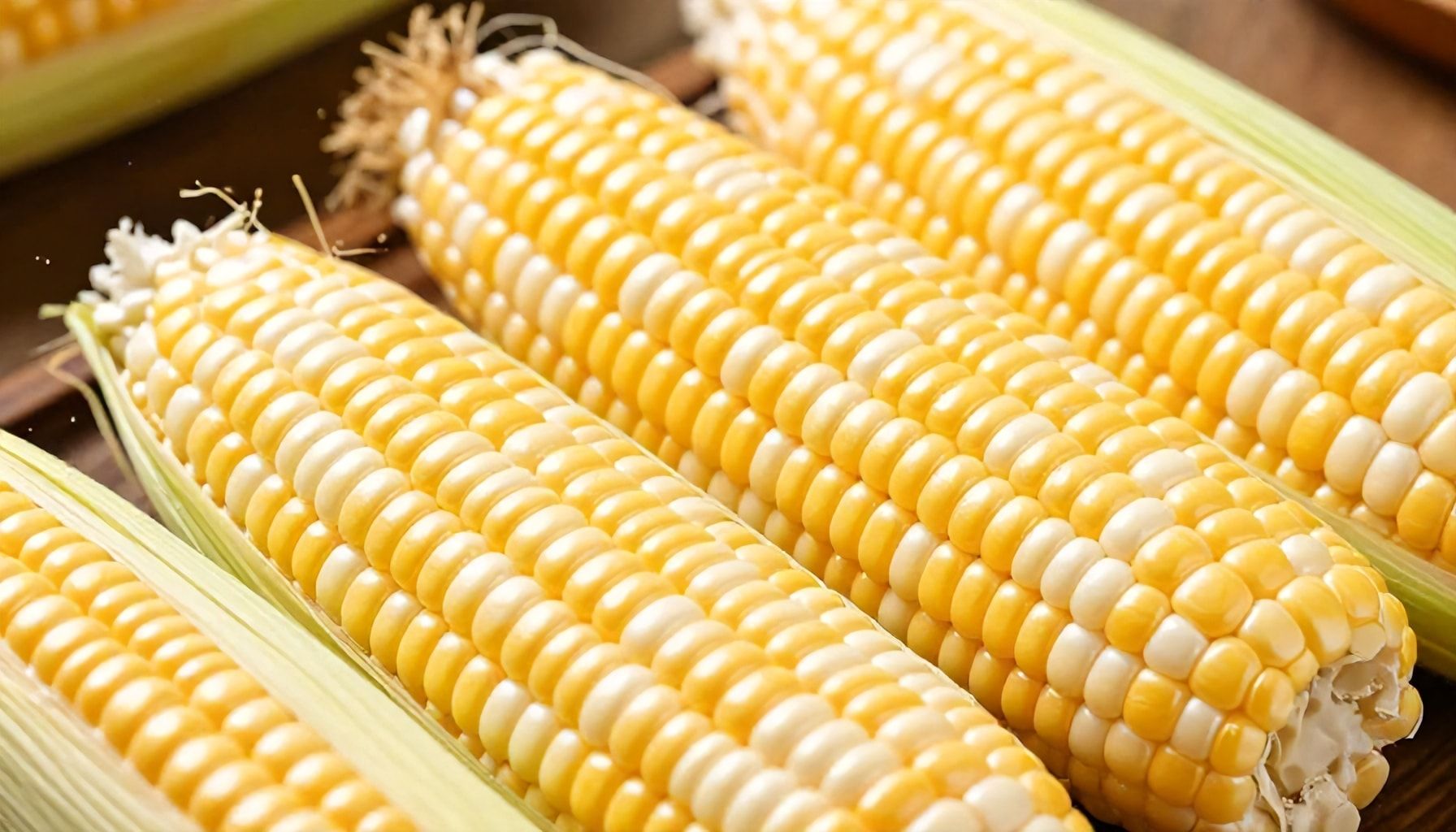 السر وراء ارتفاع سعر الكتكوت الأبيض عمر يوم