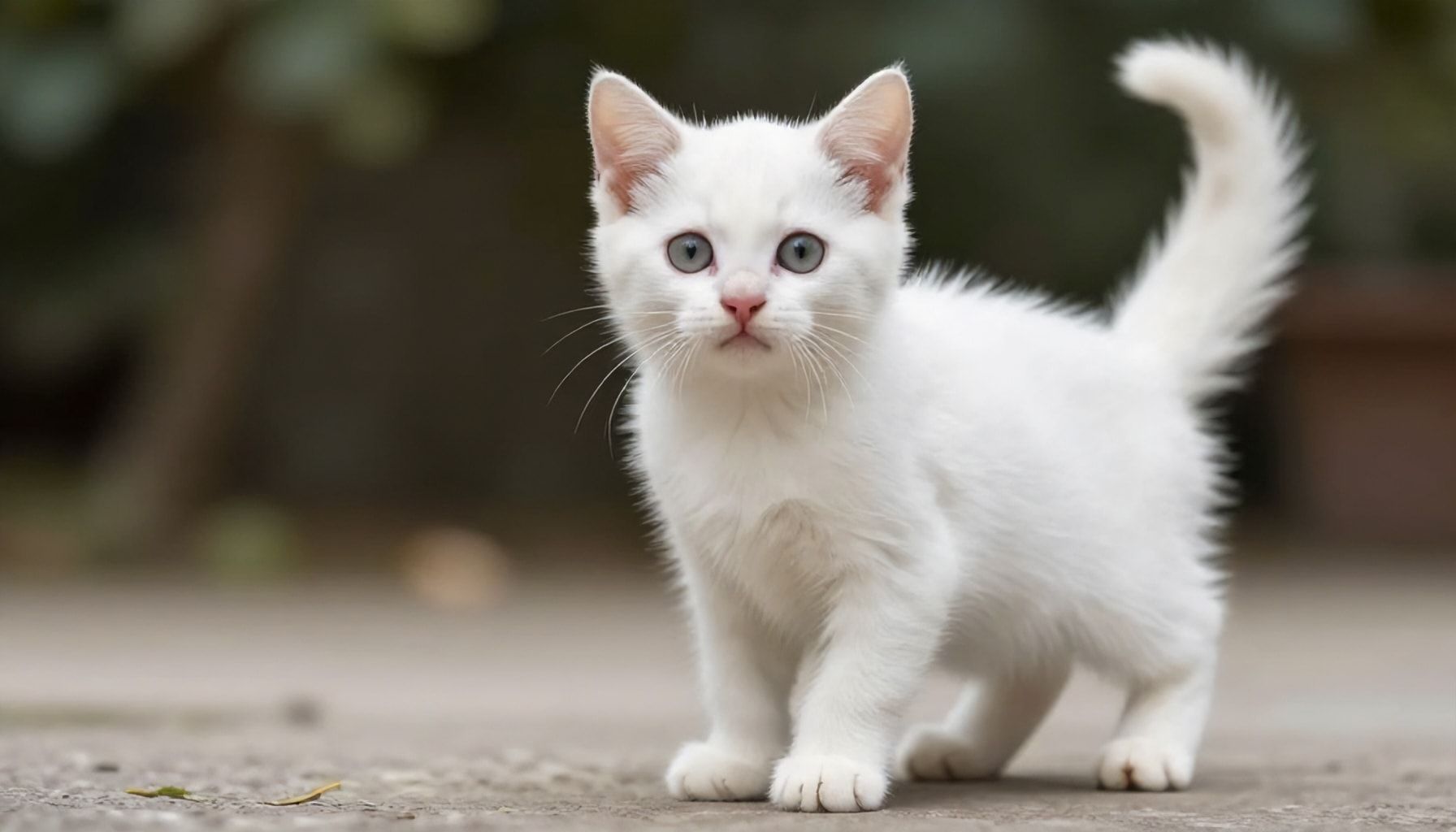 كيف تشتري كتكوت أبيض بأقل سعر اليوم